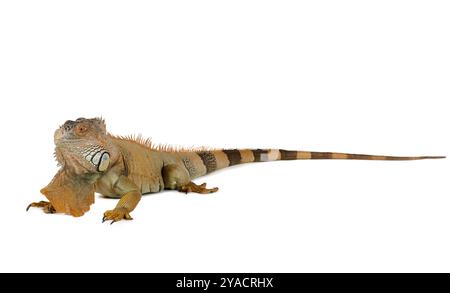 Large Green Iguana isolated on a white background Stock Photo