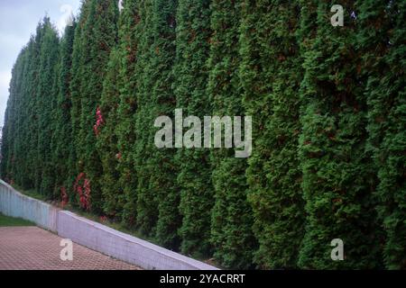 A row of thuja trees in the form of a large long fence. A hedge of thuja trees Stock Photo