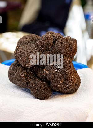 Winter truffle fair in Sarlat-le-Caneda, Perigord Noir, Dordogne, one huge black winter truffle, tasty aromatic expensive mushroom Stock Photo