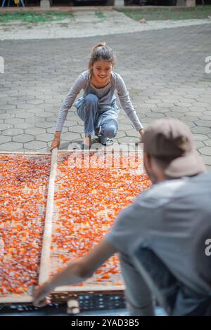Engaging in a Collaborative Fruit Drying Process within an Outdoor Setting Stock Photo
