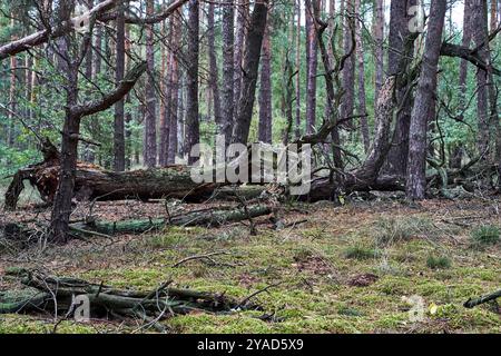 fallen trees in dense pine forest during autumn, Poland Stock Photo