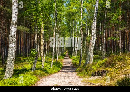 Coniferous forest on sunny day. Narrow path winds between slender trees. Light of sun shines through trees, illuminating path. Stock Photo