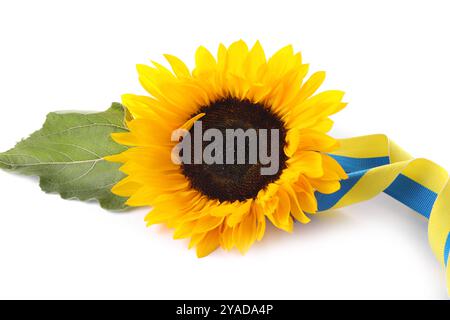 Sunflower, leaf and ribbon in colors of Ukrainian national flag isolated on white Stock Photo