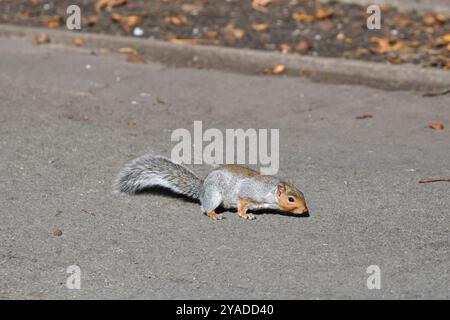 grey squirrel looking for food Stock Photo