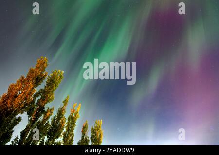 Vibrant Northern Lights display with fall autumn trees (tower poplar) on a clear starlit night sky. Southern Alberta Canada. Stock Photo