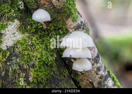 Porcelain mushroom, New Forest, Hampshire, UK. Stock Photo