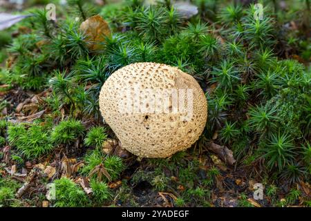 Common Earthball, Scleroderma citrinum, New Forest, Hampshire, UK. Inedible Stock Photo