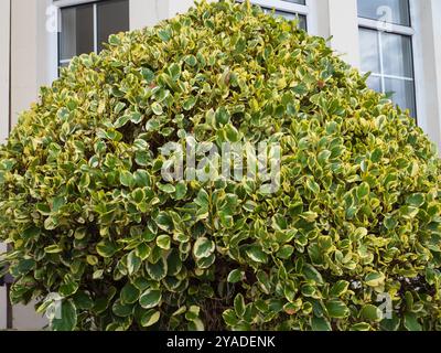 Clipped  shrub of the New Zealand half hardy evergreen Kapuka, Griselinia littoralis 'Variegata' Stock Photo