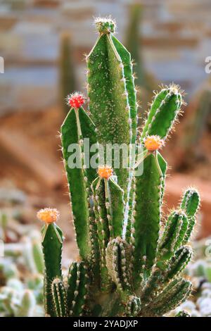 Vibrant Color Moon Cactuses or Gymnocalycium Mihanovichii Grafted on to Hylocereus Rootstock Stock Photo