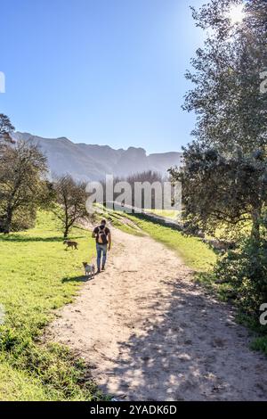 Caucasian Man walking in botanical gardens with a Jack Russell Terrier and Pitbull dogs, Cape Town, South Africa Stock Photo