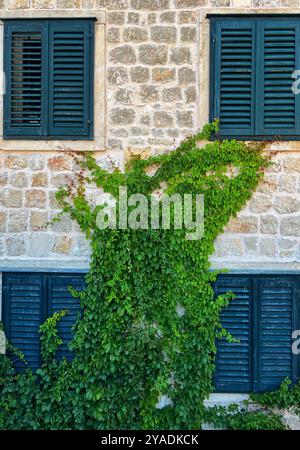 Green vine growing on stone building with blue shutters in the Old Town of Dubrovnik, Croatia Stock Photo