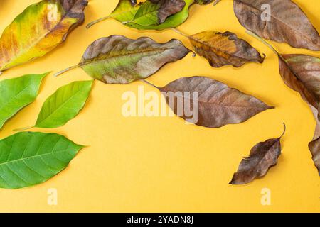 A collection of various leaves in different shades of green and brown arranged on a bright yellow background The leaves vary in size and shape showcas Stock Photo
