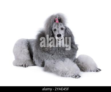 Cute standard poodle lying isolated on a white background Stock Photo