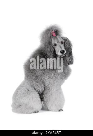 Cute standard poodle sitting isolated on a white background Stock Photo