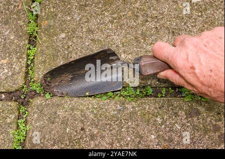 close up of mans hand using a trowel to weed a garden patio Stock Photo