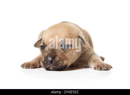 Ten day old American Pit Bull Terrier puppy lies isolated on a white background Stock Photo