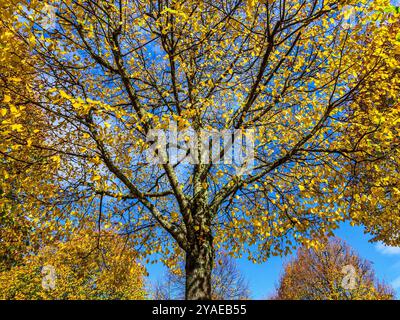 Deciduous tree leaves turning yellow in autumn against a blue sky. Stock Photo