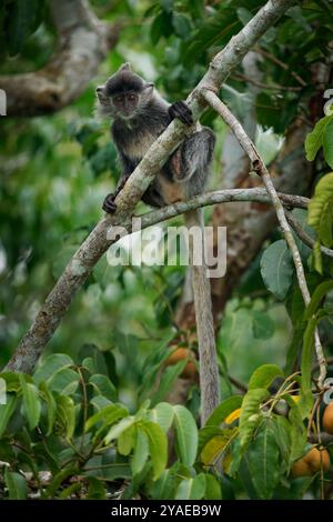 Silvery lutung or langur Trachypithecus cristatus, also Silvered leaf monkey, arboreal monkey in coastal, mangrove, and riverine forests in Malaysia, Stock Photo