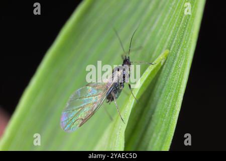 Aphids on the leaf of the plant. Aphids are the major crop insect pest ...