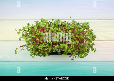 radish sprouts on blue wood background top view Stock Photo