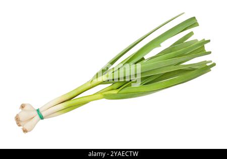 young garlic path isolated on white Stock Photo
