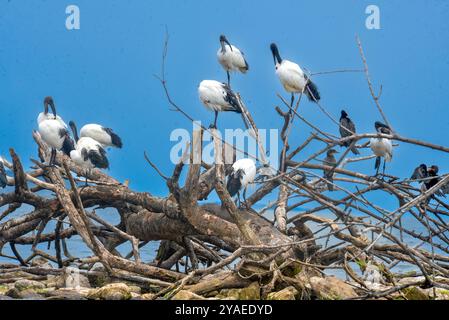 SACRED IBIS ( Threskiornis aethiopicus) - Lake Victoria - Uganda Stock Photo