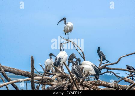 SACRED IBIS ( Threskiornis aethiopicus) - Lake Victoria - Uganda Stock Photo