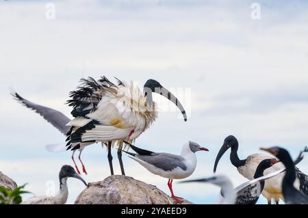 SACRED IBIS ( Threskiornis aethiopicus)  - Lake Victoria  Uganda Stock Photo