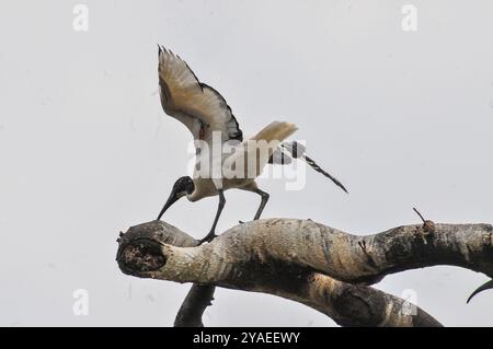 SACRED IBIS ( Threskiornis aethiopicus) - Lake Victoria - Uganda Stock Photo