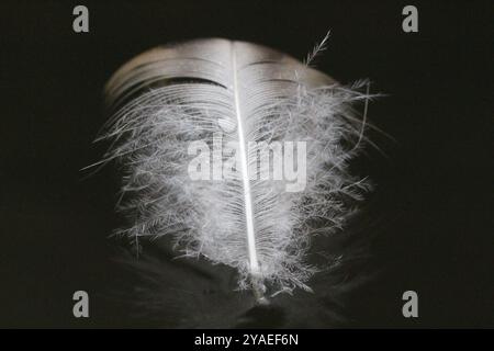 Macro shot of white feather with a water droplet on it, floating on dark water, with a reflection Stock Photo