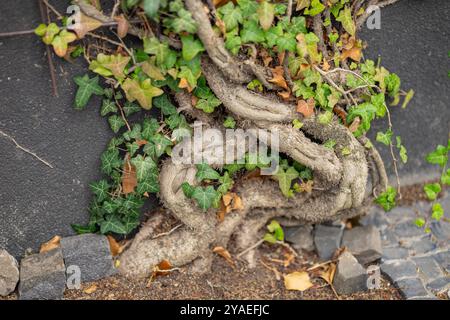 Twisted root system of ivy plant growing on a stone wall with green leaves and autumn foliage on a sunny day Stock Photo