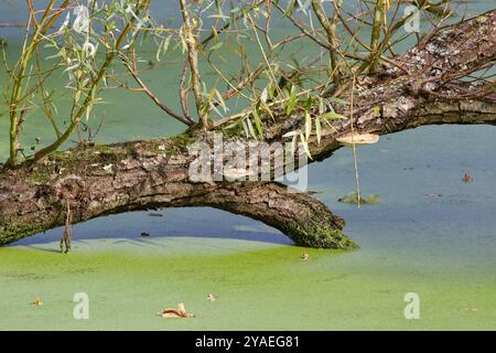 Thin-walled Maze Polypore (Daedaleopsis confragosa) on a dead tree in a pond. Stock Photo