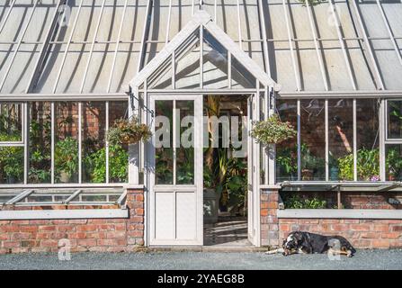 A beautiful formal Victorian style greenhouse and in an English country garden with a lazy dog fast asleep Stock Photo