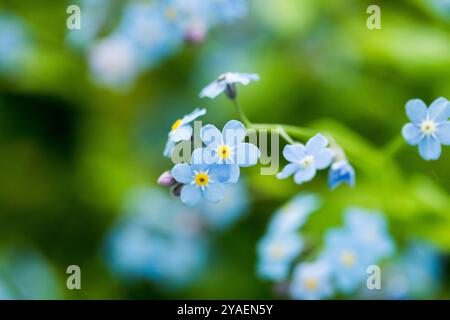 Forget-me-nots wildflowers, tiny blue flowers close-up. Stock Photo