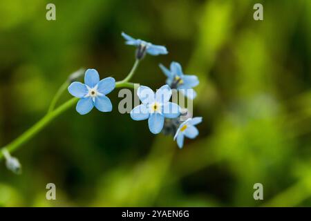 Forget-me-nots wildflowers, tiny blue flowers close-up. Stock Photo