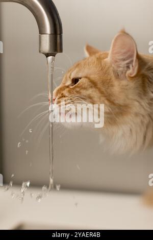 a tender moment of a fluffy ginger cat exploring a flowing stream of water from a faucet. The cat's nose is almost touching the water, while its expre Stock Photo