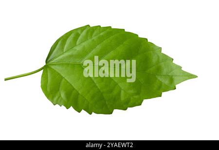 Fresh Green Hibiscus leaf isolated on white background with clipping paths. Stock Photo