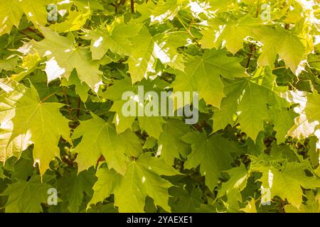 Background of yellow autumnal maple leaves. Sunny autumn day with beautiful fall foliage. Natural background, texture. Stock Photo