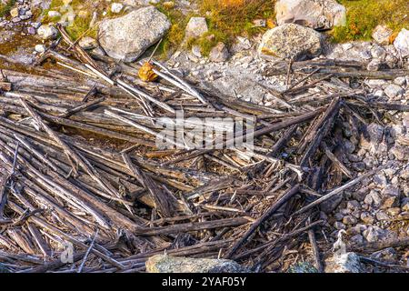 Tree trunks and branches washed ashore after a storm Stock Photo
