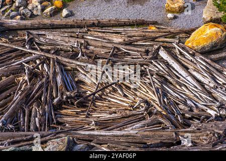 Tree trunks and branches washed ashore after a storm Stock Photo