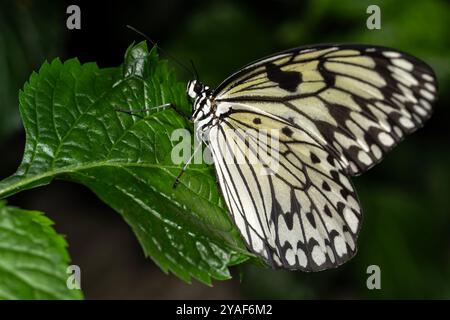 Idea leuconoe, also known as the paper kite butterfly, rice paper butterfly, large tree nymph. Stock Photo