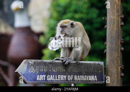 A monkey eats food from a plastic bag given by tourists at Batu Caves temple complex in Kuala Lumpur, Malaysia. Stock Photo