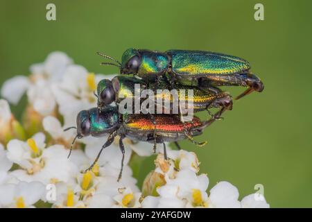 Anthaxia fulgurans, Fleckhals-Prachtkäfer, Anthaxie fulgurante, Jewel Beetle Stock Photo