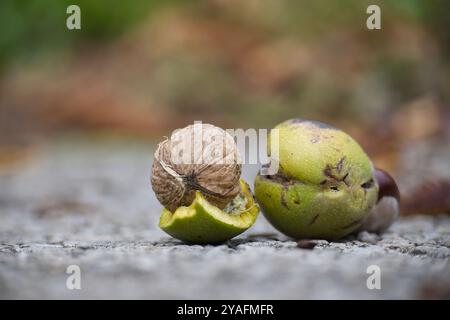 Closeup of various nuts and seeds on a textured surface in natural light for autumn harvest concept and nature photography Stock Photo