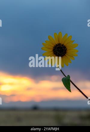 A sunflower with the stormy sunset sky in the background in Aurora, Colorado Stock Photo