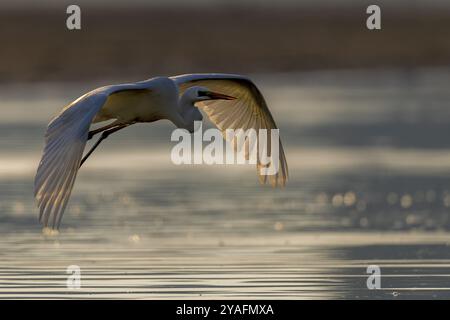 Great Egret, (Egretta alba), flying over shallow water of a fish pond in beautiful morning light, Lusatia, Saxony Stock Photo