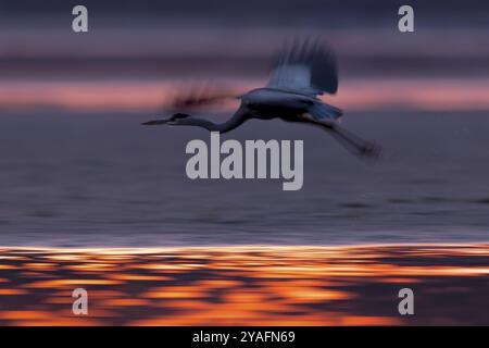 Grey heron, (Ardea cinerea), flying over the banks of a drained fish pond in the beautiful morning light, Lusatia, Saxony Stock Photo