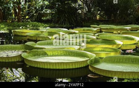 Giant water lily leaves, victoria cruziana in a water pond Stock Photo