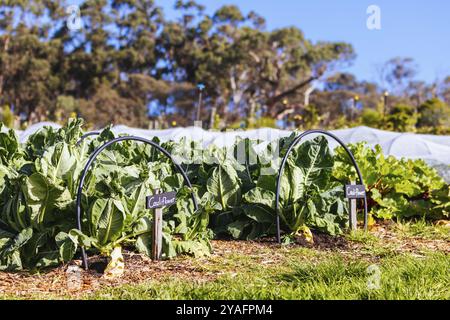 The Briars community homestead and farm in Mount Martha on the Mornington Peninsula, Victoria, Australia, Oceania Stock Photo