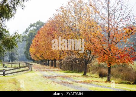 Landscape long the popular Lilydale to Warburton Rail Trail on a cool autumn day in Victoria, Australia, Oceania Stock Photo